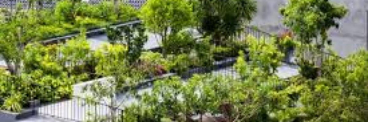 Senator Longmore calls on citizens to embrace rooftop gardens to fight climate change