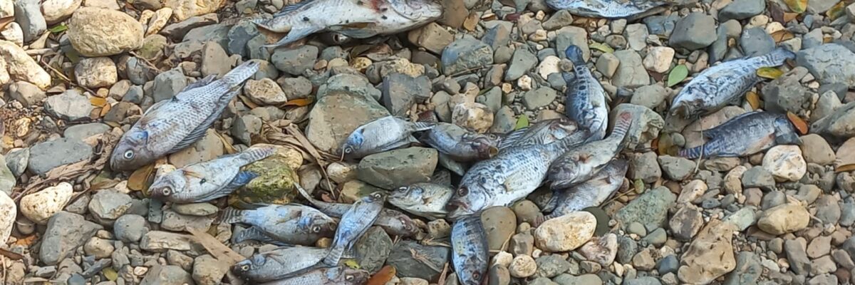 NEPA says NWC has addressed sewage discharge which caused fish kill in the Rio Cobre