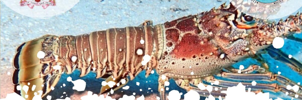 Persons in possession of lobster urged to declare by tomorrow