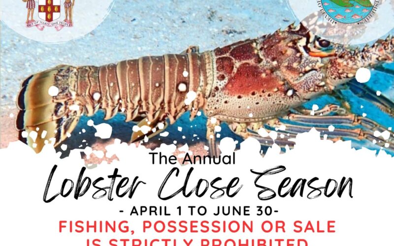 Persons in possession of lobster urged to declare by tomorrow