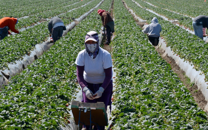 United Nations report likens Canada’s overseas farm work program to contemporary slavery