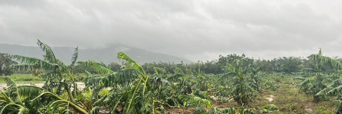 Agricultural Society laments slow pace at which farmers are receiving help post Hurricane Beryl