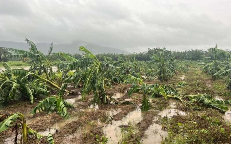 Agricultural Society laments slow pace at which farmers are receiving help post Hurricane Beryl