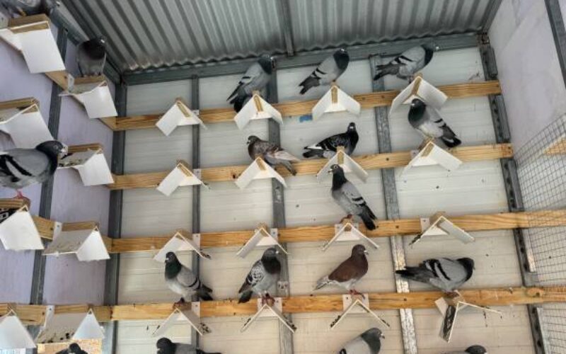 2024 season of the Jamaica Racing Pigeon club off to a flying start 