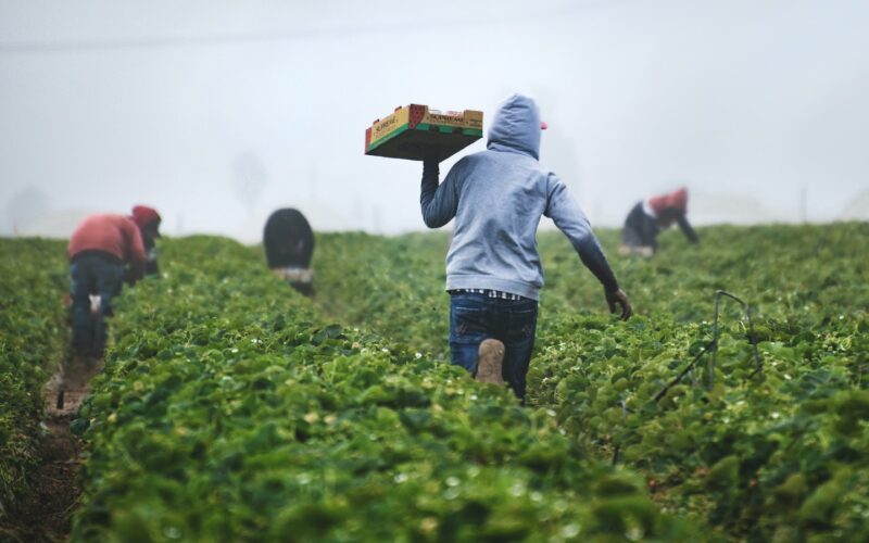 Labour Ministry to meet with farm workers today amidst investigation into claims of victimization