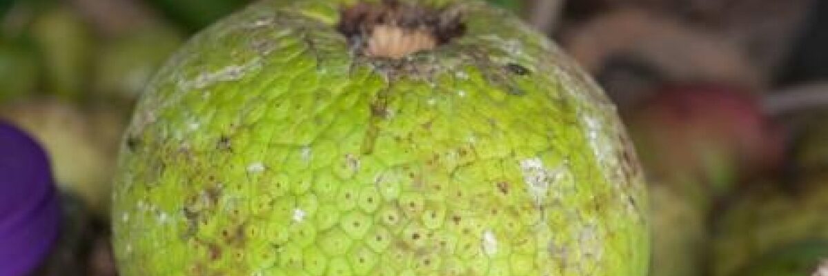 Jamaica seeking investors to expand acreage in crops such as breadfruit