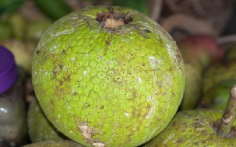 Jamaica seeking investors to expand acreage in crops such as breadfruit