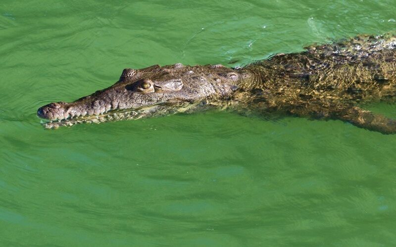 NEPA issues crocodile alert for waters at Fort Clarence in St. Catherine