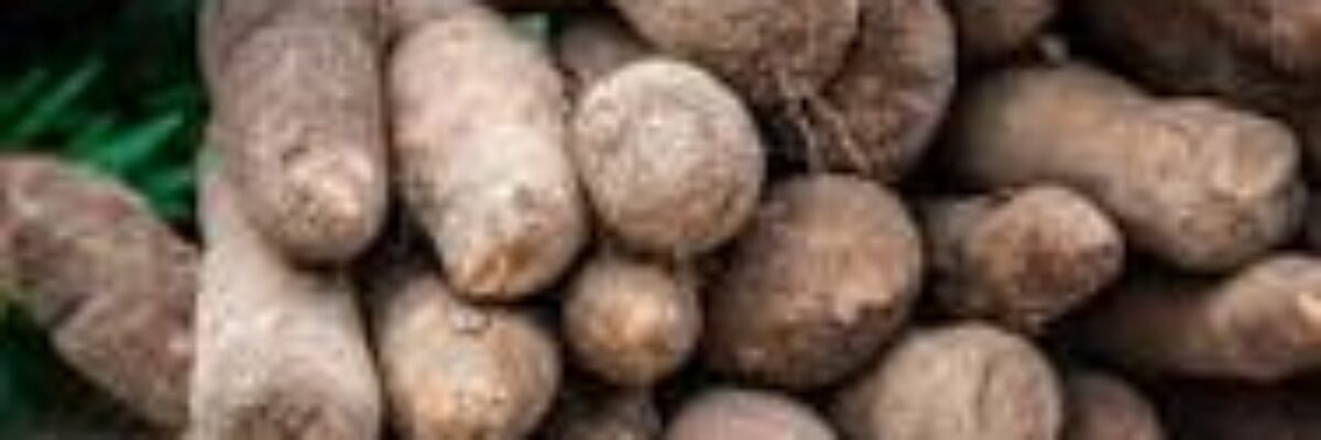 Agriculture Ministry investigating unusual conditions affecting yam crops across the island