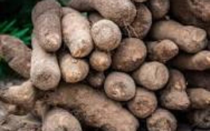 Agriculture Ministry investigating unusual conditions affecting yam crops across the island