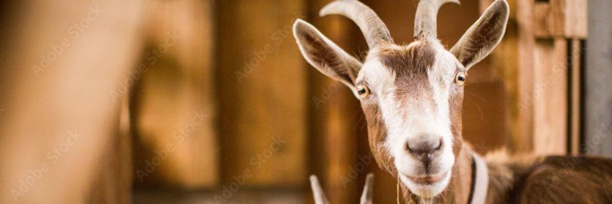Three alleged goat thieves arrested in Manchester