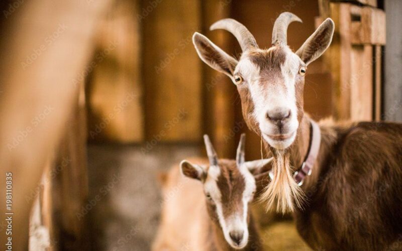 Three alleged goat thieves arrested in Manchester