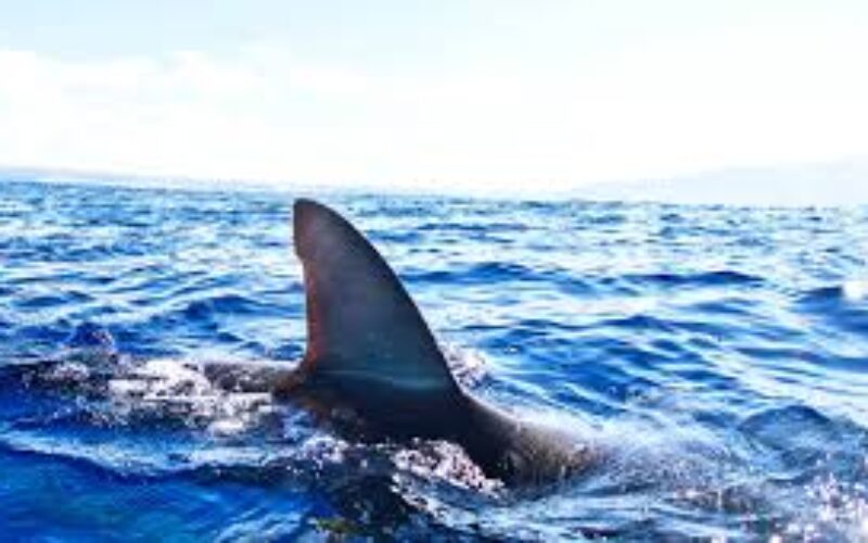 Biologist urges spear fishers to be cautious, following suspected deadly shark attack in Falmouth