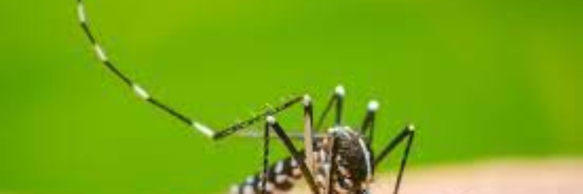 Jamaica records 29 dengue-related deaths since 2023