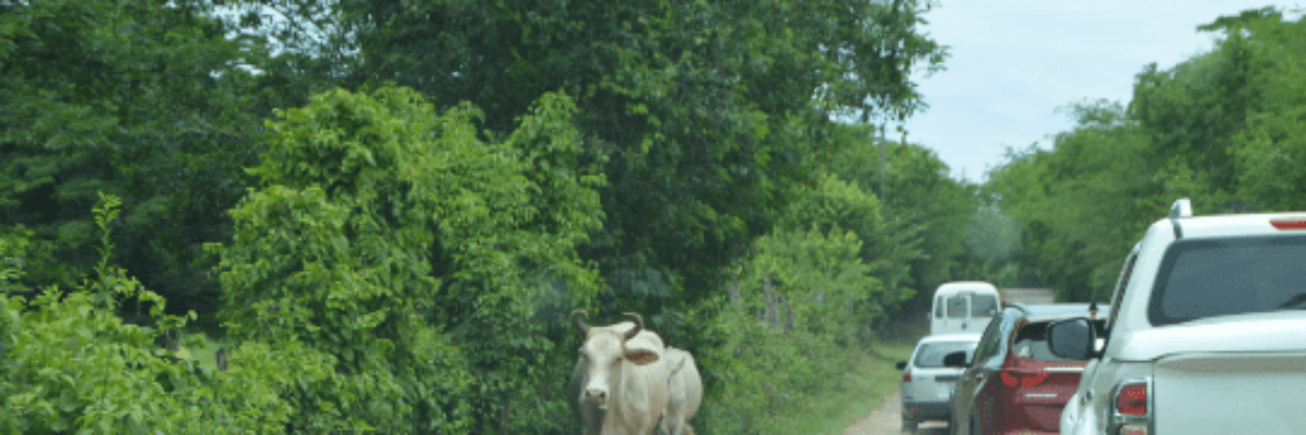 Savanna-la-mar Mayor calls on gov’t to help establish new animal pound, following fatal crashes involving cattle