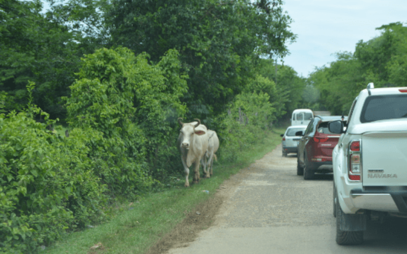 Savanna-la-mar Mayor calls on gov’t to help establish new animal pound, following fatal crashes involving cattle