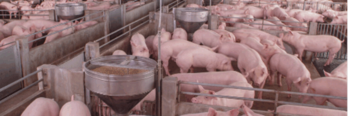 Steps being taken to address pork price concerns – Agriculture Minister