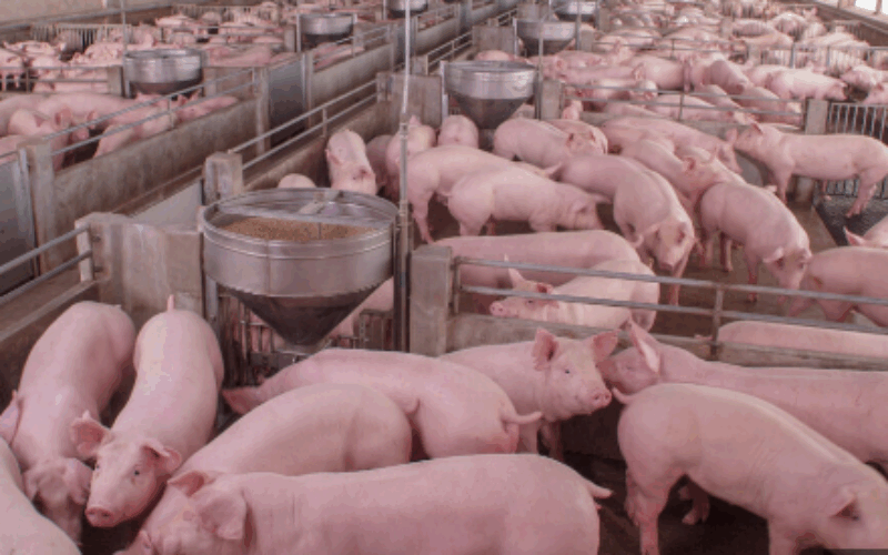 Steps being taken to address pork price concerns – Agriculture Minister