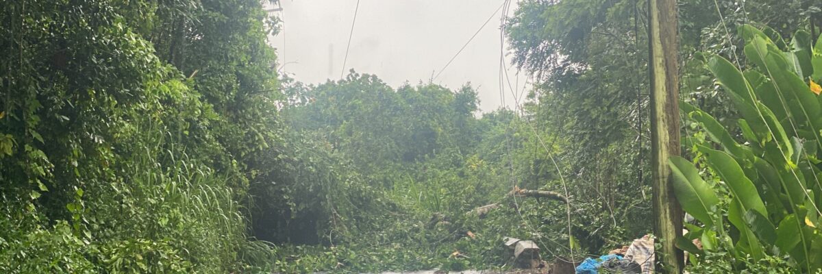 Some Manchester roads blocked by downed trees following heavy winds and rains