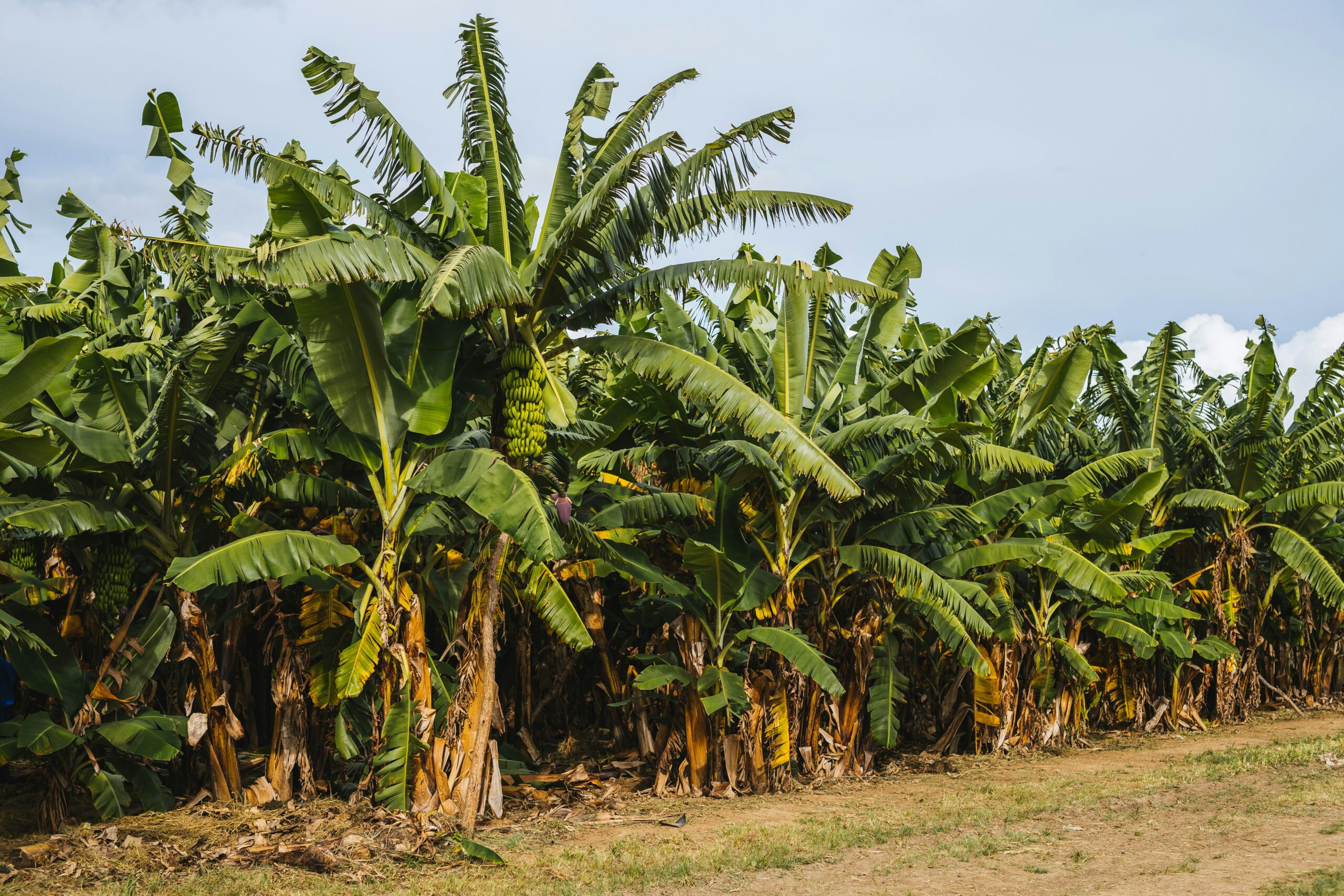 JAS says island could face further shortage of some crops should drought worsen