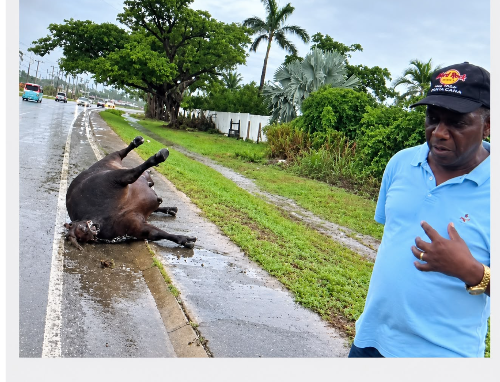 NSWMA urges responsible disposal of animal carcasses