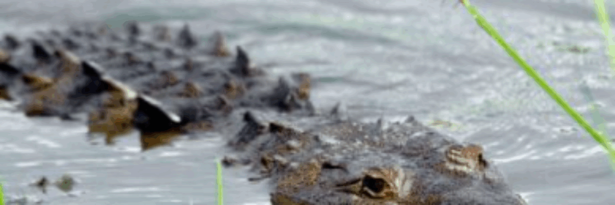 Government implements several measures to protect wildlife at Greater Portmore sewage ponds, in St. Catherine