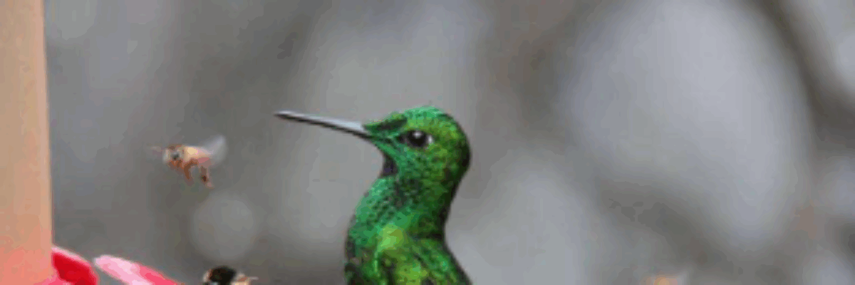 NEPA urges focus on wildlife in post-hurricane recovery efforts