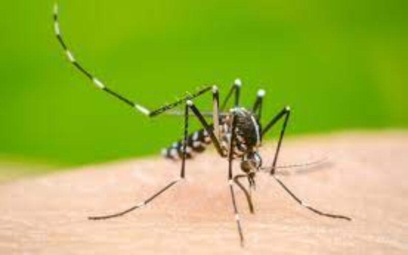 Dengue cases in Jamaica increase to 1,060