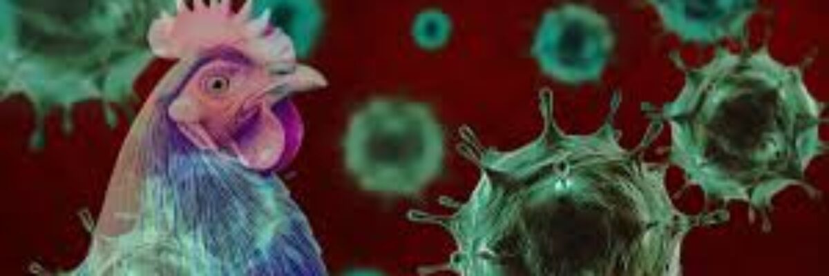 Agriculture Ministry strengthens its multi-layered border control strategy to protect Jamaica’s poultry sector from bird flu