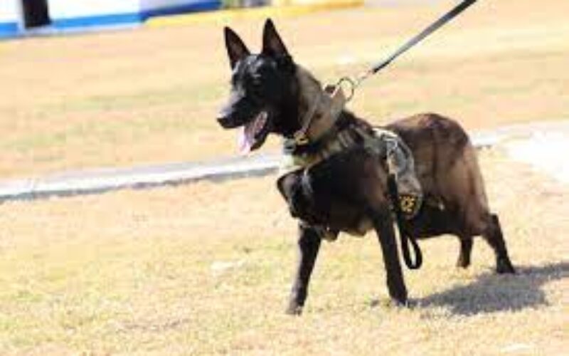 JDF, canine division join search for missing British national