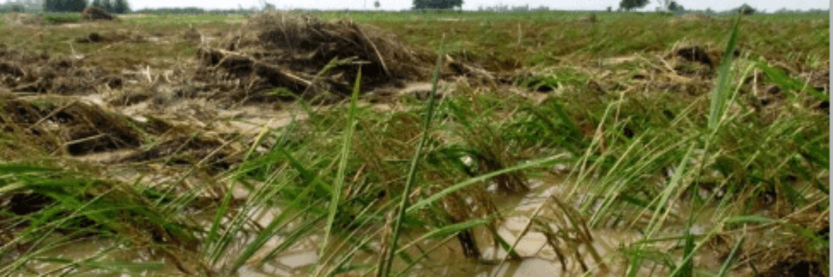 Jamaica ranked 3rd most vulnerable country in the world to multiple natural hazards – ODPEM