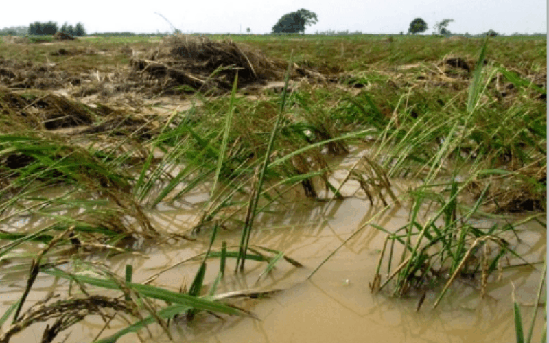 Jamaica ranked 3rd most vulnerable country in the world to multiple natural hazards – ODPEM