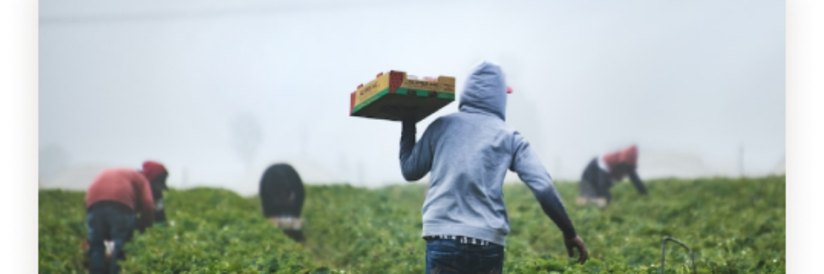 “We want to produce!” Agricultural Society says farmers adapting to changing climate and associated challenges