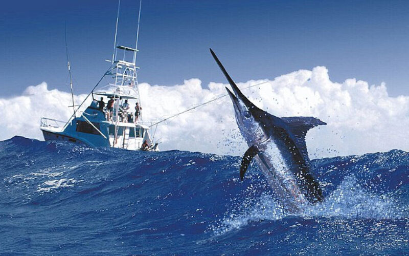 Six Marlins released on day two of 7th Mayberry Superstars Marlin Tournament