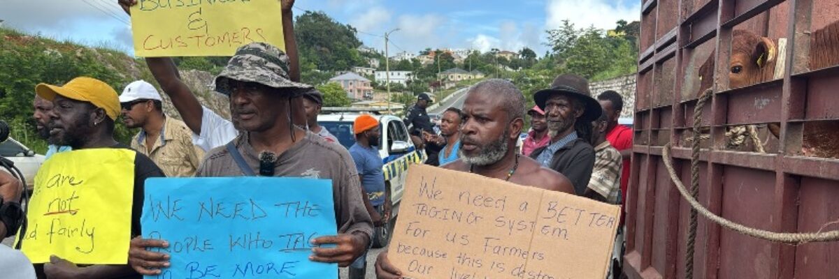 Manchester livestock farmers stage demonstration over inefficient animal tagging system