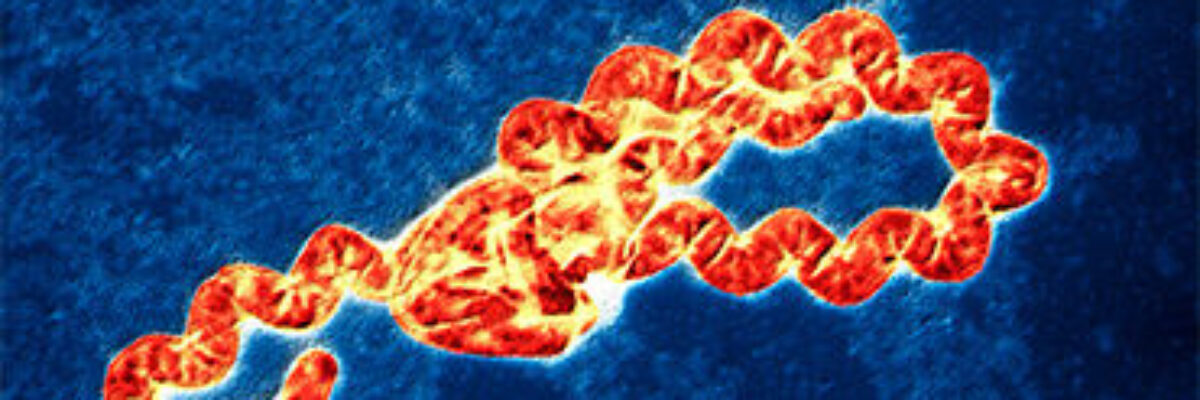 11 cases classified as suspected leptospirosis