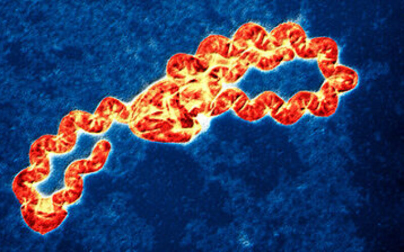 11 cases classified as suspected leptospirosis