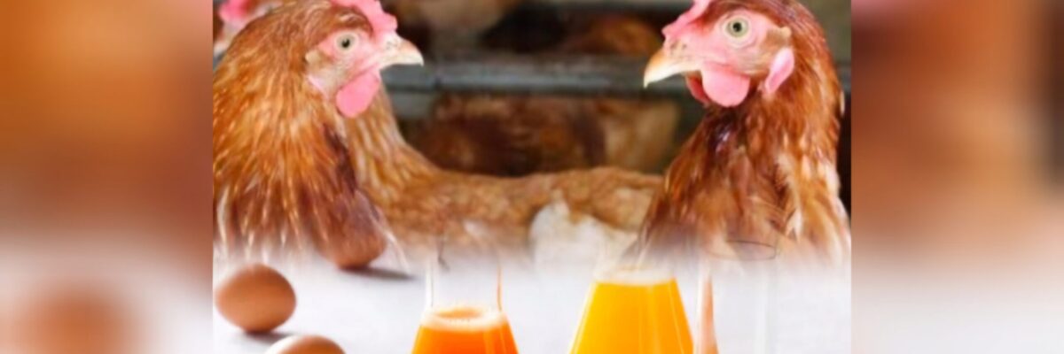 Agriculture Ministry seeking other sources for layer hens; talking with hoteliers, bakers about using liquid eggs to mitigate table egg shortage