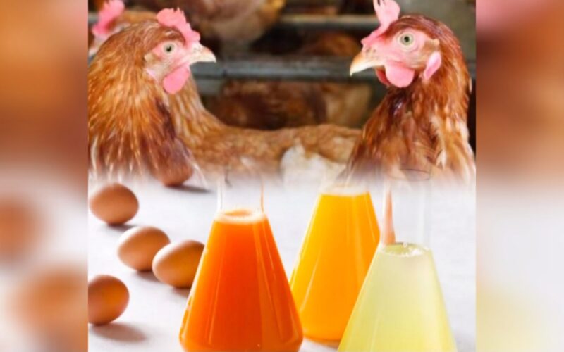 Agriculture Ministry seeking other sources for layer hens; talking with hoteliers, bakers about using liquid eggs to mitigate table egg shortage