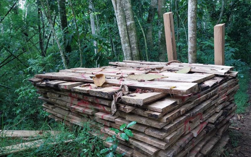 Forestry Department seizes over 900 pieces of illegally harvested timber from a protected area in St. Mary