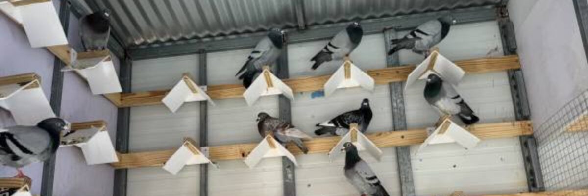 2024 season of the Jamaica Racing Pigeon club off to a flying start 