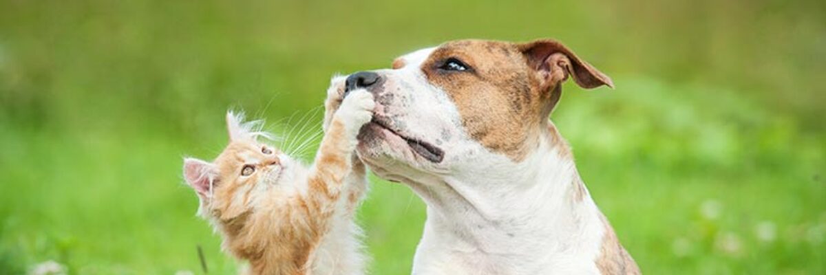 Pet owners urged to be vigilant amid outbreak of leptospirosis