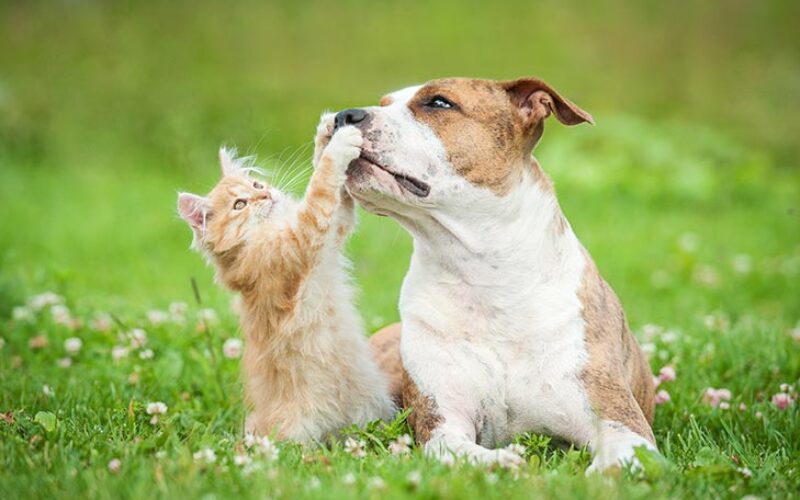 Pet owners urged to be vigilant amid outbreak of leptospirosis