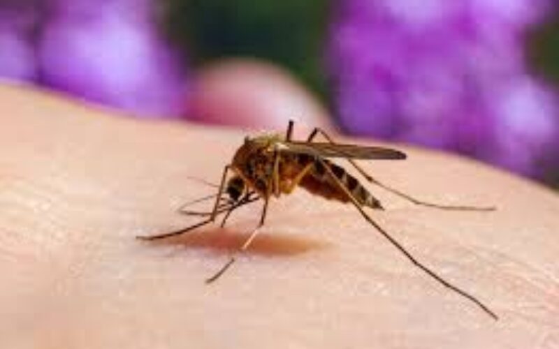 Household water storage blamed for increase in mosquito population in St. Thomas