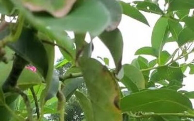 Manchester police probe death of man after body found under pear tree
