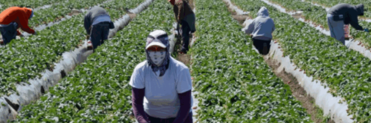 Hundreds of Jamaican farm workers bound for Canada as Farm Work Programme expands