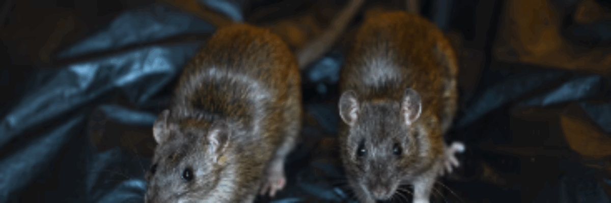 Leptospirosis related deaths increase to 7