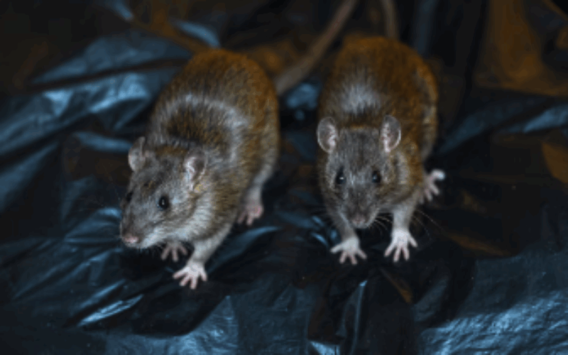 Leptospirosis related deaths increase to 7