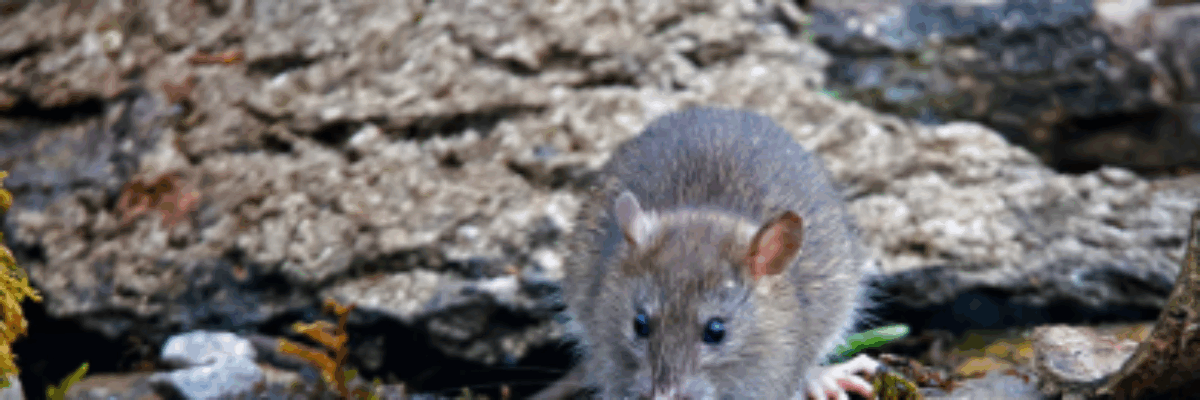 Confirmed leptospirosis deaths increase to 6