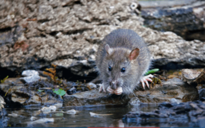 Confirmed leptospirosis deaths increase to 6